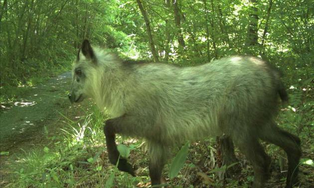 3、日本鬣羚是一个例外,它是一种类似山羊的哺乳动物,平时会远离人类,但在福岛有人居住的高地区域频繁发现它们的活动踪迹,研究人员称,这可能是一种动物行为调整,鬣羚会避开疏散区数量较多的野猪。